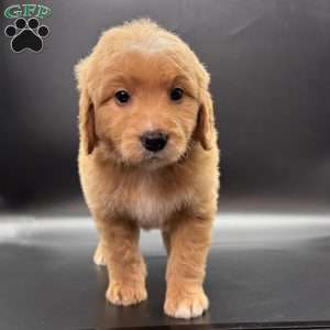 Tank, Mini Goldendoodle Puppy